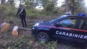 Badolato, sorpreso a rubare legna in un terreno comunale: arrestato
