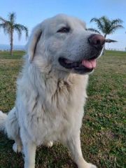 Allevamento del Cane Pastore Maremmano-abruzzese a Badolato
