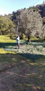 I baroni Gallelli di Badolato vincono l'ennesima causa a difesa di un un loro oliveto