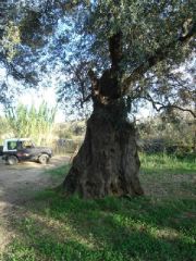 Nato il progetto Agrodidattica del barone Gallelli di Badolato