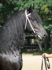 La caccia alla volpe del barone Gallelli e quindi Badolato pubblicati anche sul prestigioso Portale del Cavallo