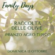 Raccolta olive a Badolato