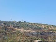 Nuovo incendio doloso agli olivi dei baroni Gallelli di Badolato