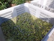 In Italia torna a crescere la produzione di olio extravergine di oliva