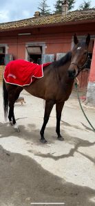 Castello Gallelli, tradizione equestre e nuove prospettive: arrivano due purosangue inglesi da Capannelle