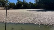 Australia, milioni di pesci morti nel Darling-Baaka: cos'è successo?